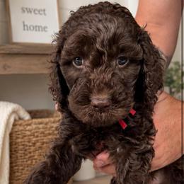 Red collar - Chocolate male Goldendoodle puppy in Christiana, Tennessee from Rechlicz Family Doodles