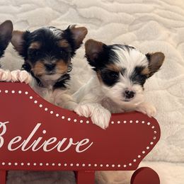 Biewer Terrier Puppies from Bouquet Biewers