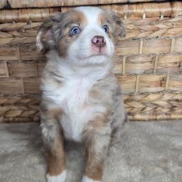 Sugar - Red merle female Miniature Australian Shepherd puppy in Paris, Texas from Blue Envy Mini Aussies