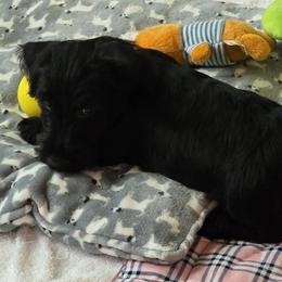 Green - Male5 - Black male Scottish Terrier puppy in Conroe, Texas from Scotch McLaren Terriers