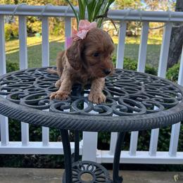 Sissy - Red  female Goldendoodle puppy in Mint Hill, North Carolina from DoodleForever