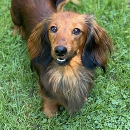 Fagan - Dachshund