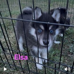 Elsa - Black and white female Pomsky puppy in Coatesville, Pennsylvania from Peaceful Pomskys