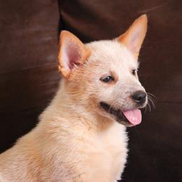 Australian Cattle Dog Puppies from Impact 3rd Australian Cattle Dogs