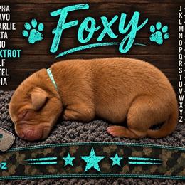 Foxy - Yellow female Labrador Retriever puppy in Hartly, Delaware from Triple Threat Labradors