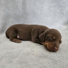 Irene - Chocolate and tan female Dachshund puppy in Florence, Arizona from Doxie Town Az