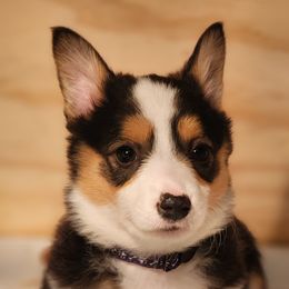 Ahsoka Phasma - Black and tan Pembroke Welsh Corgi puppy in Wichita, Kansas from Low Rider Ranch