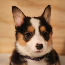 Ahsoka Phasma - Black and tan Pembroke Welsh Corgi puppy in Wichita, Kansas from Low Rider Ranch