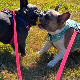 French Bulldog Puppies from Kismet French Bulldogs