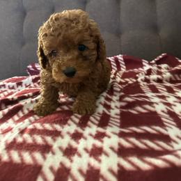 Pupper 2 - Red  male Poodle puppy in California from Central Valley Scotties