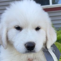 Boy 1 - Mr Gray - Great Pyrenees puppy in Idaho from Portneuf Range Pyrenees