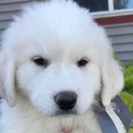 Boy 1 - Mr Gray - Great Pyrenees puppy in Idaho from Portneuf Range Pyrenees