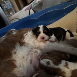 Cavalier King Charles Spaniel and Labrador Retriever Puppies from This & That Ranch