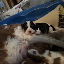 Cavalier King Charles Spaniel and Labrador Retriever Puppies from This & That Ranch