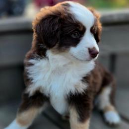 SPRUCE - Red tri male Miniature Australian Shepherd puppy in Viking, Minnesota from Son Shine Farm