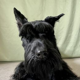 Rizzo - Giant Schnauzer