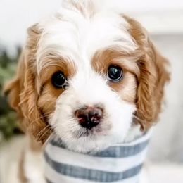 Cavapoos and Goldendoodles from Choice Paws Puppies