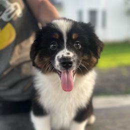 Baseball - Black tri male Miniature American Shepherd puppy in Maryland from Atomic Minis