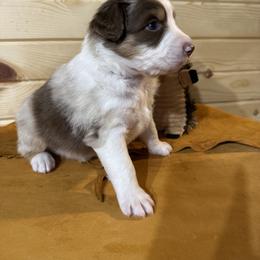 Australian Shepherd puppies from 4B Ranch & Livestock, LLC