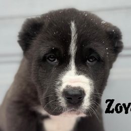 Zoya - Black female Central Asian Shepherd Dog puppy in Island City, Oregon from Alabaivalley