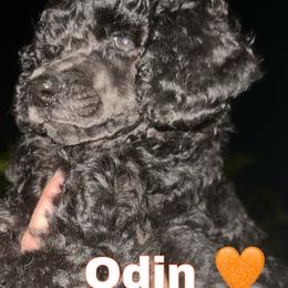 Poodle Puppies from GYCAM STANDARD POODLE