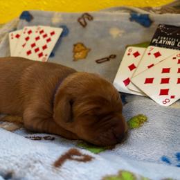 Diamond - Yellow female Labrador Retriever puppy in Melrose, New Mexico from ECMO Farm Dalmatians & Labrador Retrievers