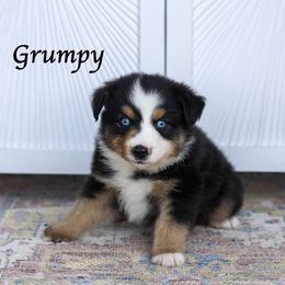 Grumpy - Black tri male Miniature Australian Shepherd puppy in Prague, Oklahoma from Clay Creek Aussies