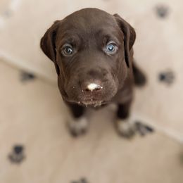 German Shorthaired Pointer Puppies from Dali and Company