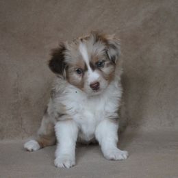"BOLT" Toy Australian Shepherd Puppies from Richardson Toy and Miniature Australian Shepherds