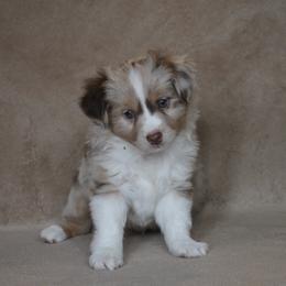 "BOLT" Toy Australian Shepherd Puppies from Richardson Toy and Miniature Australian Shepherds