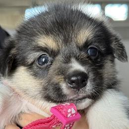 Remy - Black and tan female Pembroke Welsh Corgi puppy in Riverside, California from Four Aces Corgis
