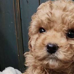 Poodles from Les Bourdonnés in Florida