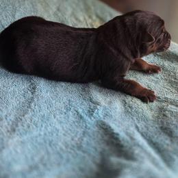 Brandy - Black and red female German Shepherd puppy in Jamesville, New York from Mark Carfagno's Pups