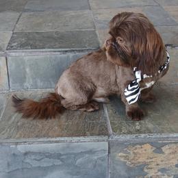 Shih Tzu puppies from 2 Sons & 4 Paws Puppies