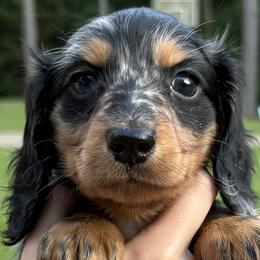 Dachshunds from S&C Doxies
