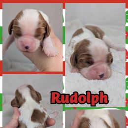 Rudolph - Blenheim male Cavalier King Charles Spaniel puppy in Seymour, Missouri from Painted Blessing's AKC Cavaliers LLC