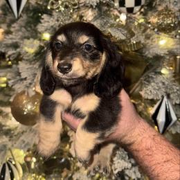 Black and Tan Male - Black and tan male Dachshund puppy in Grandview, Texas from LF & Co Dachshunds