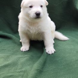 Green Boy - White male Berger Blanc Suisse puppy in New Castle, Pennsylvania from Thornvalley White Swiss Shepherds