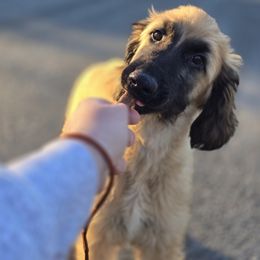Afghan Hound Puppies from Lenore Light