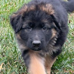 Jiminey - German Shepherd puppy from ShadyOak Long Coat German Shepherds