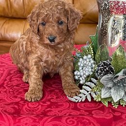 Boy 1 - Red  Poodle puppy in Elizabeth, Colorado from Colorado Fields