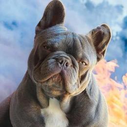 Bodi - French Bulldog