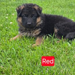 Red Collar - Black and red female German Shepherd puppy in Sumner, Iowa from Vom Wilke Kennels