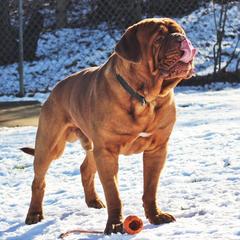 OG - Dogue de Bordeaux