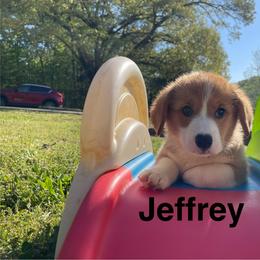 Jeffrey - Sable male Pembroke Welsh Corgi puppy in Apison, Tennessee from Ashmore Corgis