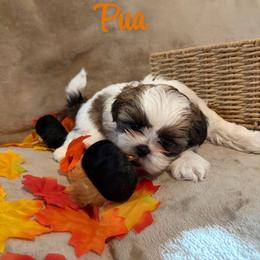 Púa - Black gold and white male Shih Tzu puppy in Pearland, Texas from Pup Paw-lace