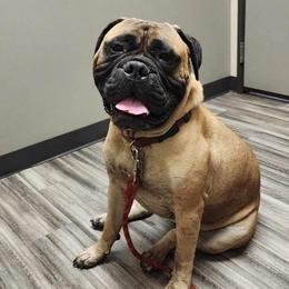 Pasha - Bullmastiff