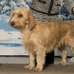 Berta - Basset Fauve de Bretagne