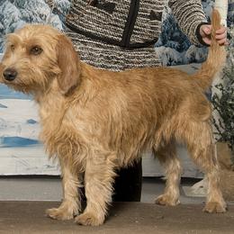 Berta - Basset Fauve de Bretagne