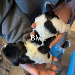 Boy 2 - Black and white German Shorthaired Pointer puppy in Appleton, Wisconsin from Kay Quaintance's German Shorthaired Pointers